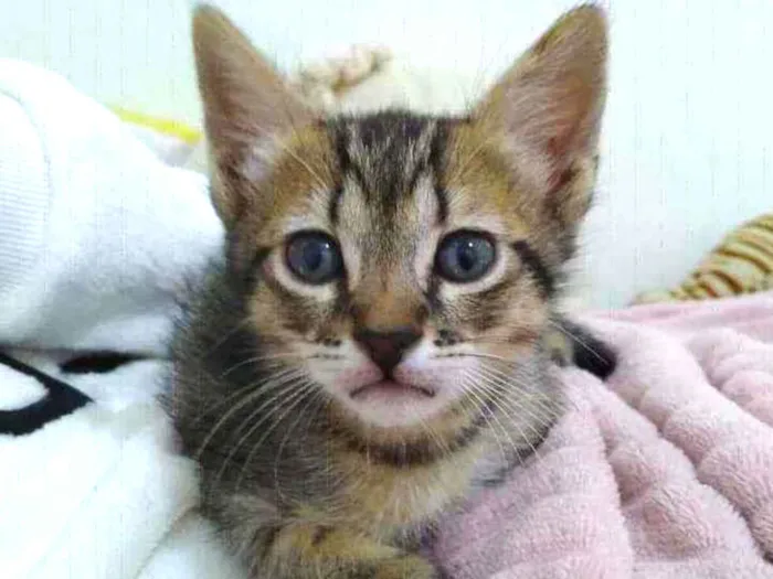 Gato raça  idade Abaixo de 2 meses nome Luna 