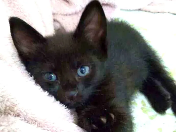 Gato raça  idade Abaixo de 2 meses nome Tina