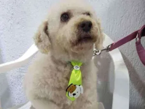 Cachorro raça Podle  idade 6 ou mais anos nome Bartolomeu 