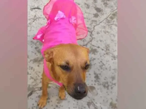 Cachorro raça  idade 3 anos nome Penélope 