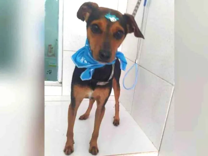 Cachorro raça  idade 1 ano nome Patati 