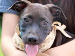 Cachorro raça  idade 2 a 6 meses nome João 