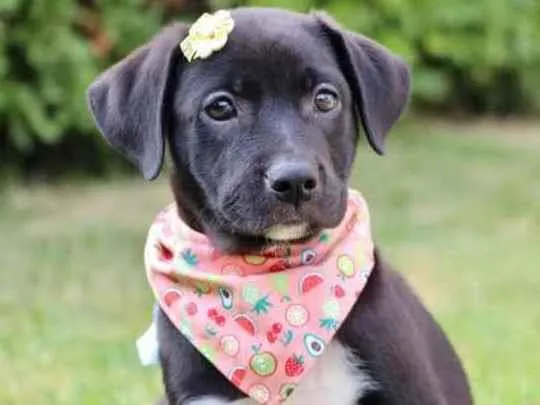 Cachorro raça  idade 2 a 6 meses nome Cristina 