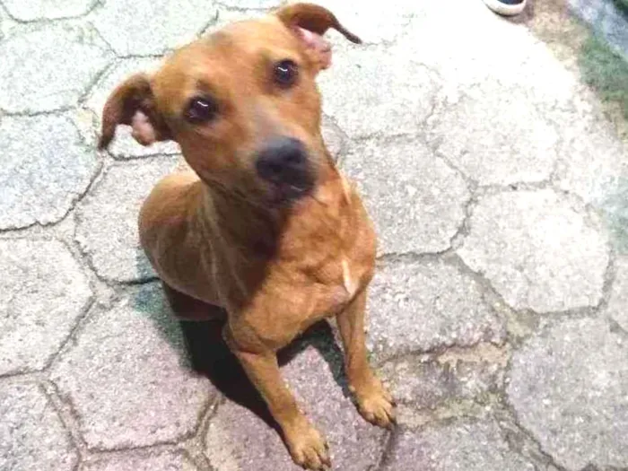 Cachorro ra a SRD idade 1 ano nome Caramelinho