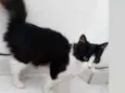 Penélope 