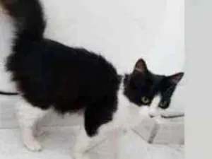 Gato raça  idade 2 a 6 meses nome Penélope 