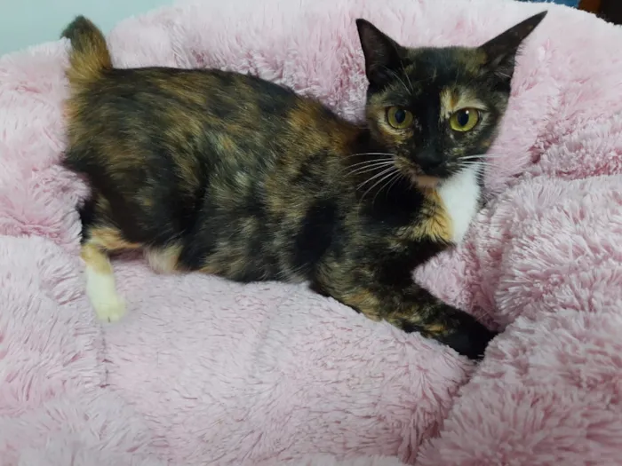 Gato raça Srd idade 7 a 11 meses nome Mel