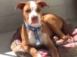 Cachorro raça Pitbull idade 1 ano nome Logan