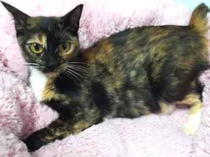Gato raça Srd idade 7 a 11 meses nome Mel