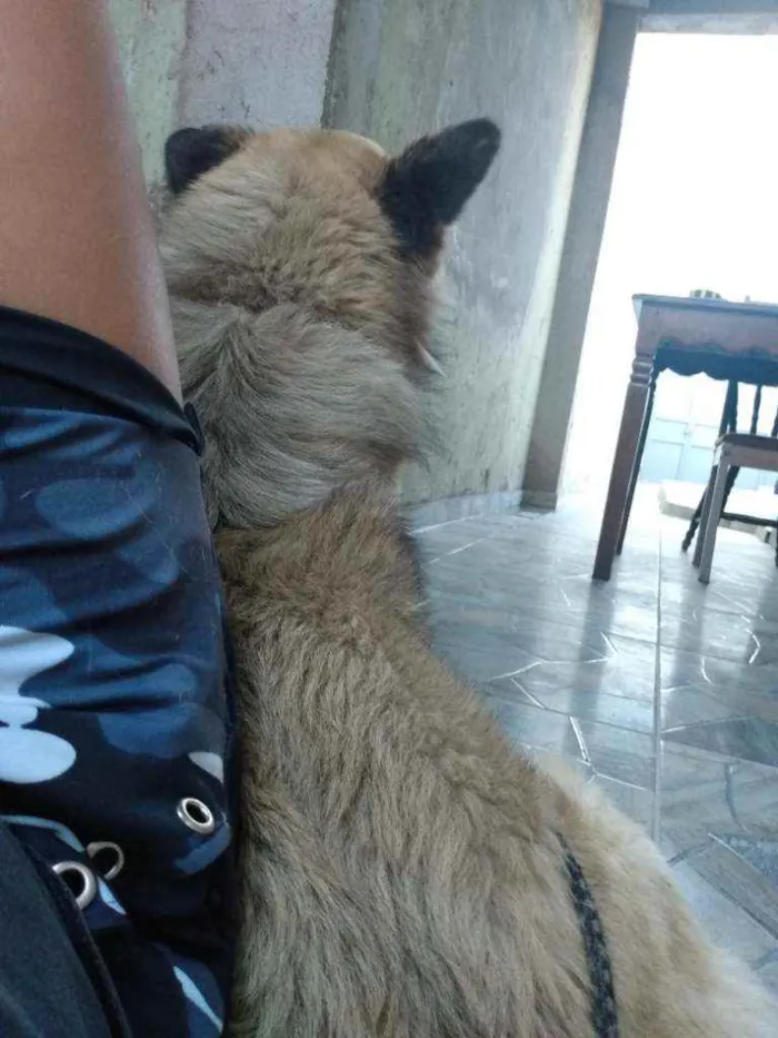 Cachorro ra a SRD  idade 6 ou mais anos nome Titã