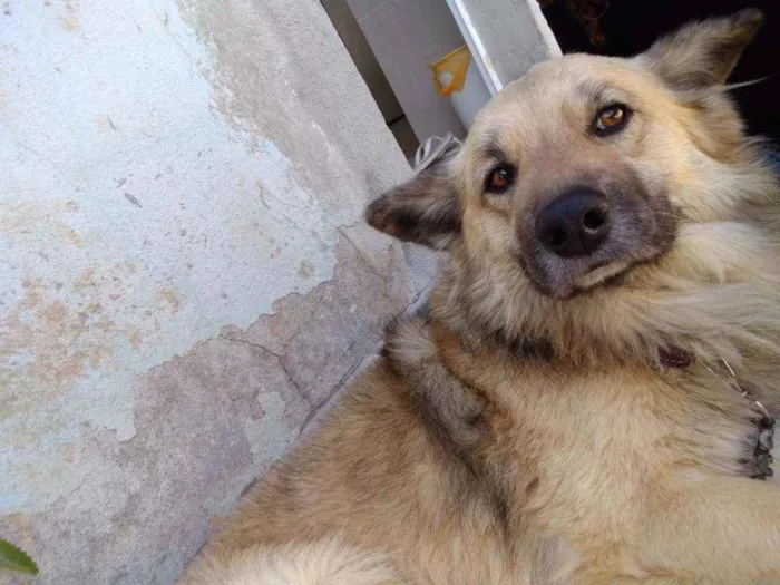 Cachorro ra a SRD  idade 6 ou mais anos nome Titã