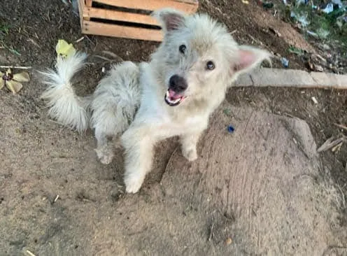Cachorro ra a SRD  idade 1 ano nome Jon Snow