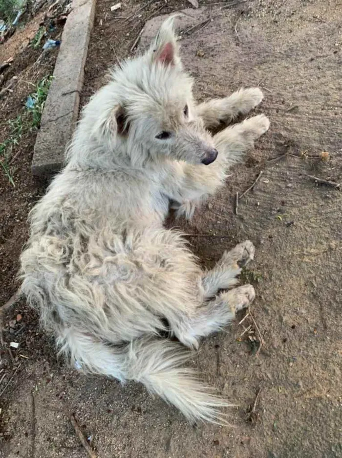 Cachorro ra a SRD  idade 1 ano nome Jon Snow