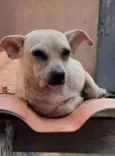 Mariquita