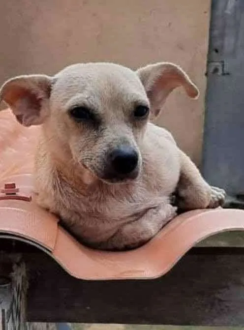 Cachorro ra a Pinsher idade 1 ano nome Mariquita