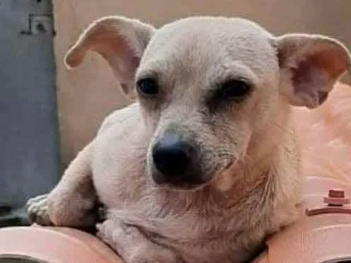 Cachorro ra a Pinsher idade 1 ano nome Mariquita