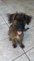 Cachorro raça Srd idade 2 a 6 meses nome Johnny Bebe lindo 
