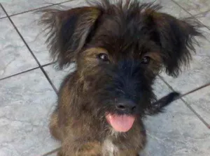 Cachorro raça Srd idade 2 a 6 meses nome Johnny Bebe lindo 