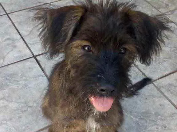 Cachorro raça Srd idade 2 a 6 meses nome Johnny Bebe lindo 