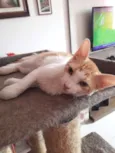 Julieta