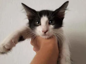 Cachorro raça SRD idade 2 a 6 meses nome Cadu