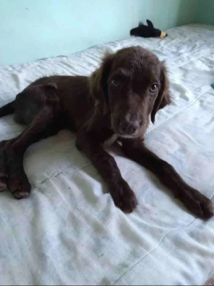 Cachorro raça SRD idade 2 a 6 meses nome Marrom 