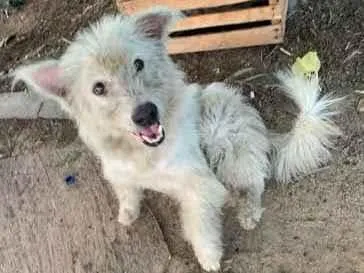 Cachorro ra a SRD  idade 1 ano nome Jon Snow
