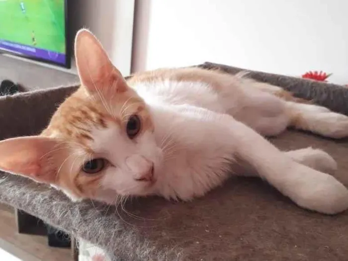 Gato ra a SRD idade 2 a 6 meses nome Julieta