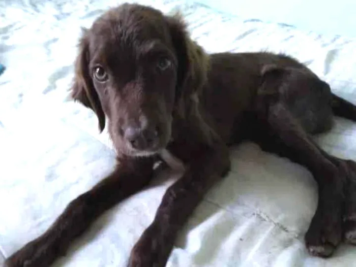 Cachorro raça SRD idade 2 a 6 meses nome Marrom 