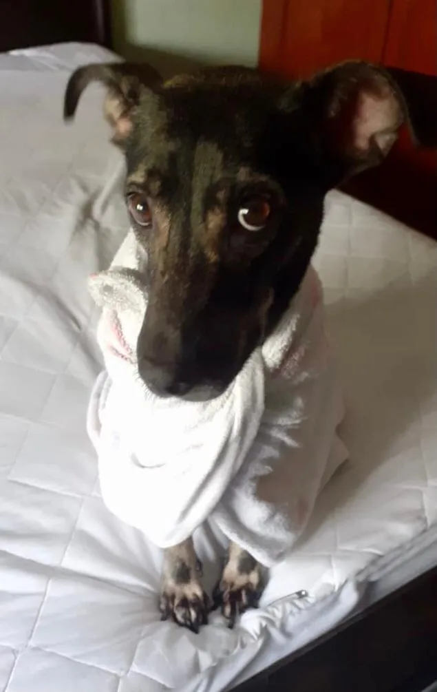 Cachorro ra a Vira lata idade 1 ano nome Não sei