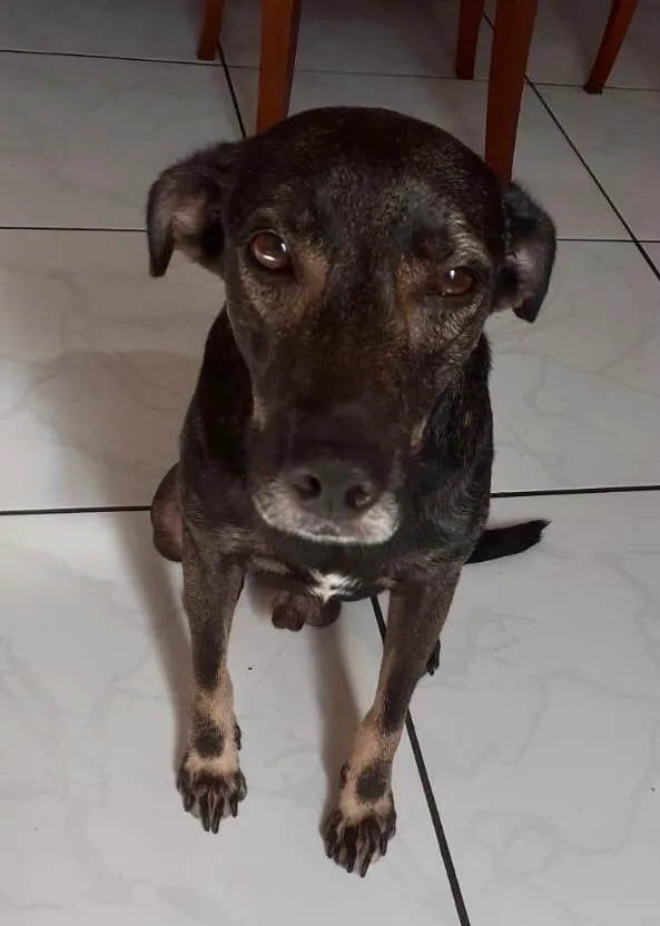 Cachorro ra a Vira lata idade 1 ano nome Não sei