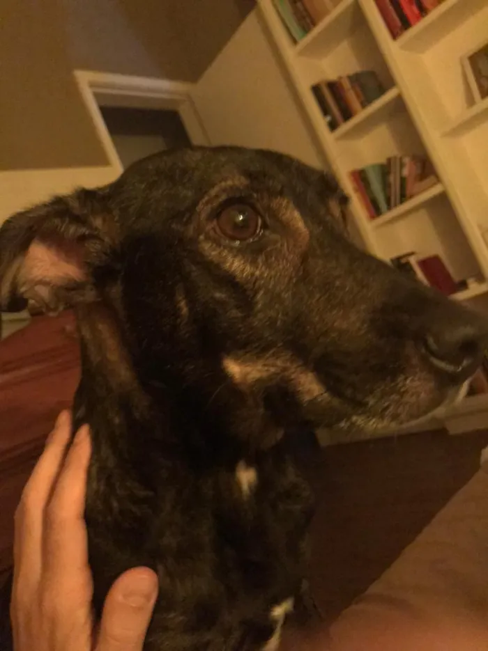 Cachorro ra a Vira lata idade 1 ano nome Não sei