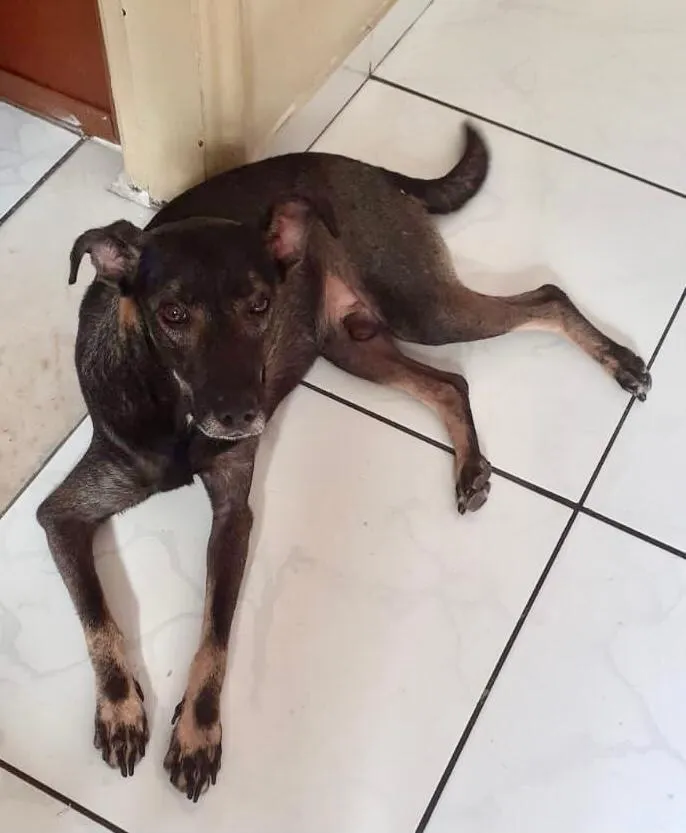 Cachorro ra a Vira lata idade 1 ano nome Não sei