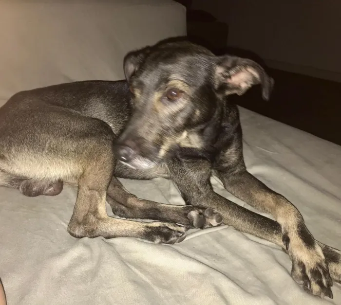 Cachorro ra a Vira lata idade 1 ano nome Não sei