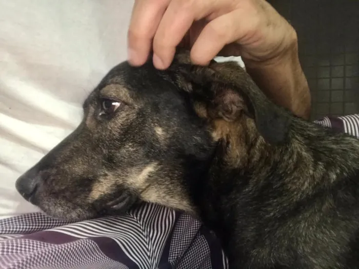Cachorro ra a Vira lata idade 1 ano nome Não sei