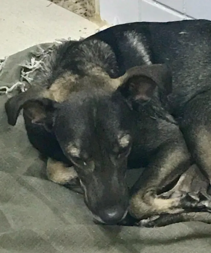 Cachorro ra a Vira lata idade 1 ano nome Não sei
