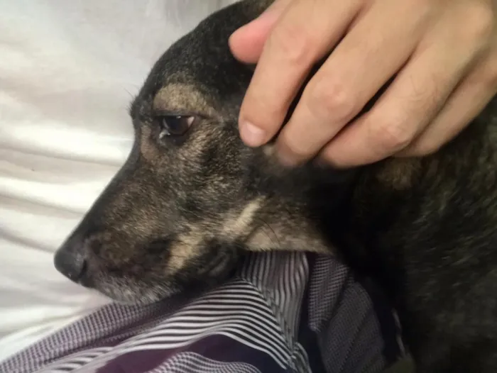 Cachorro ra a Vira lata idade 1 ano nome Não sei