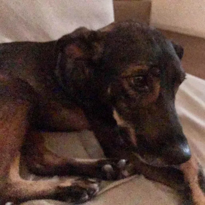 Cachorro ra a Vira lata idade 1 ano nome Não sei