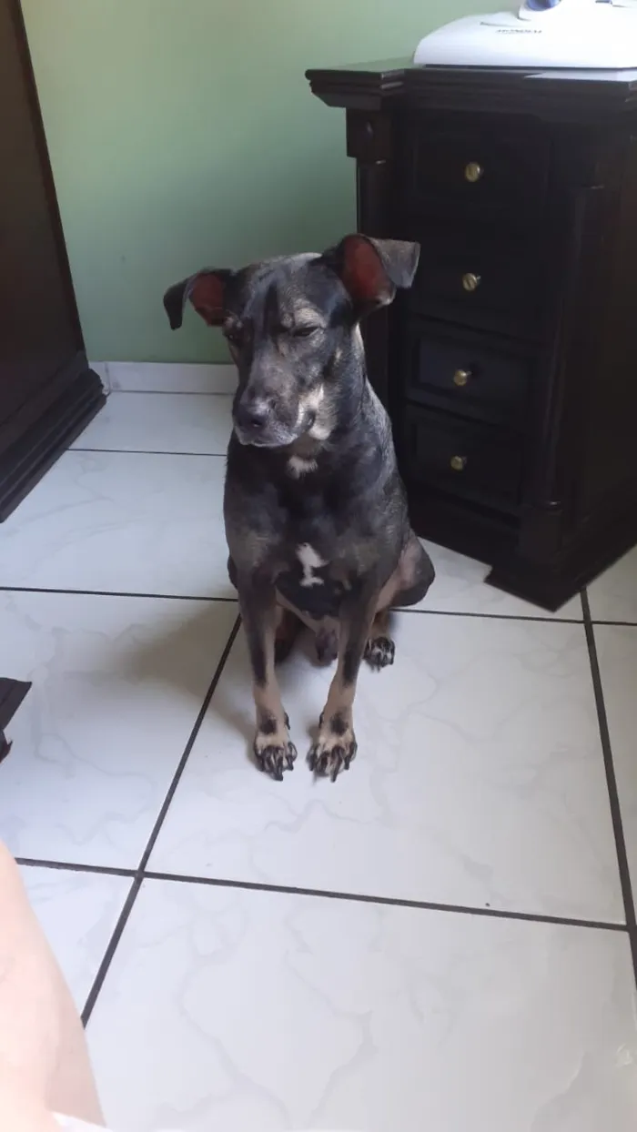 Cachorro ra a Vira lata idade 1 ano nome Não sei