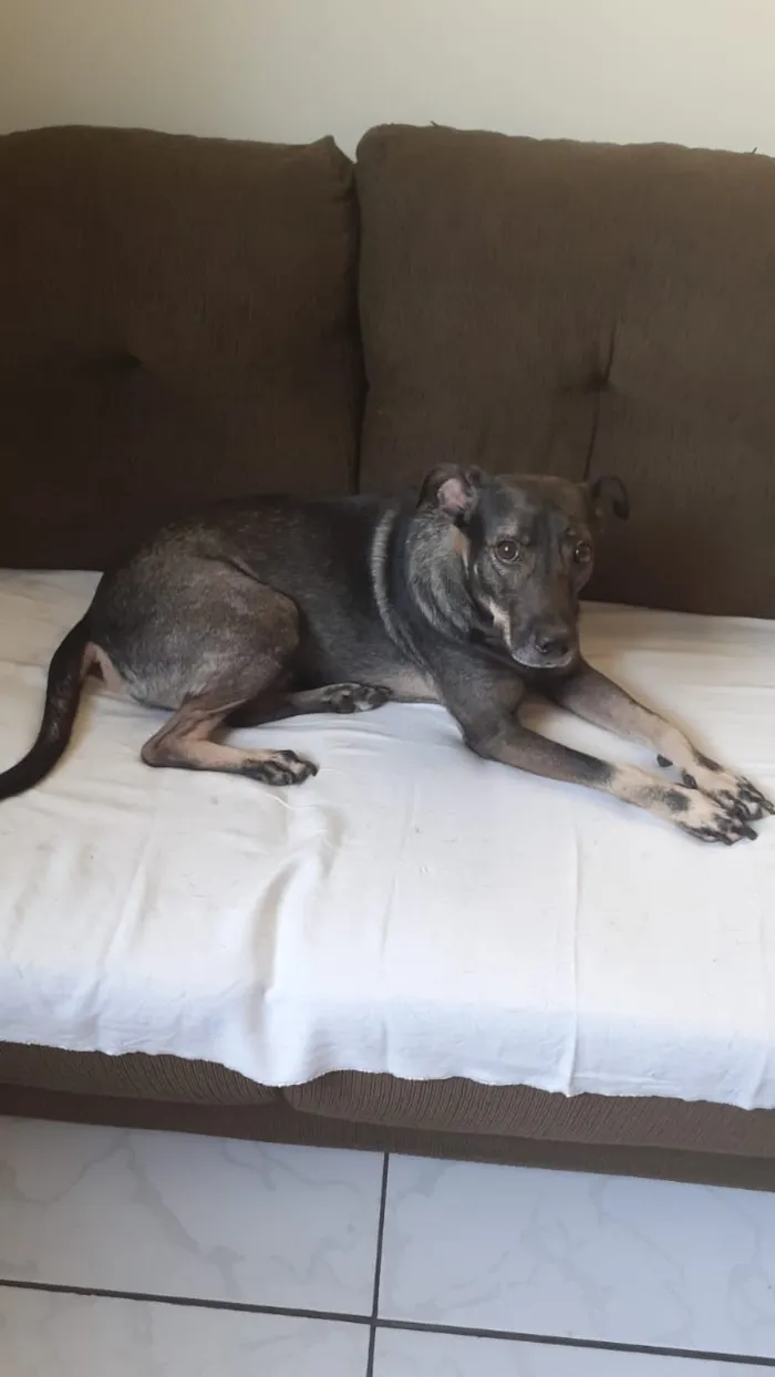 Cachorro ra a Vira lata idade 1 ano nome Não sei