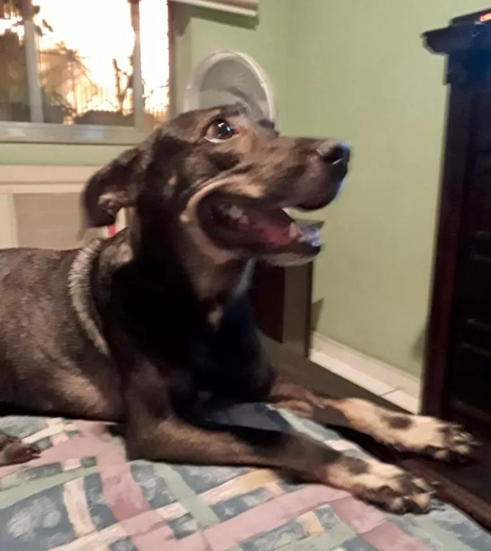 Cachorro ra a Vira lata idade 1 ano nome Não sei