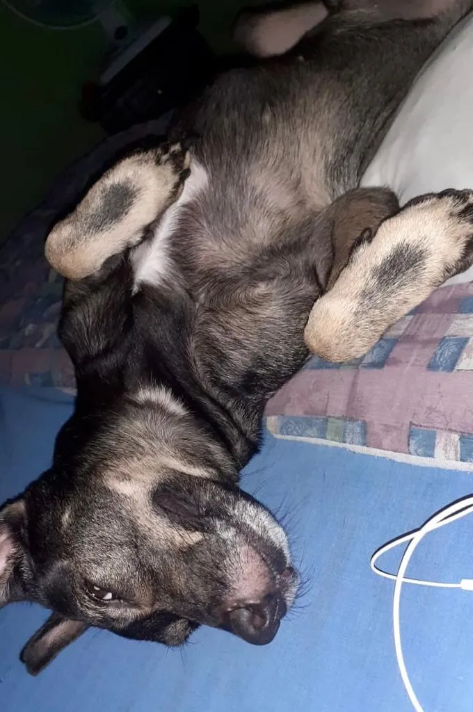 Cachorro ra a Vira lata idade 1 ano nome Não sei