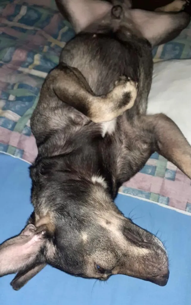 Cachorro ra a Vira lata idade 1 ano nome Não sei