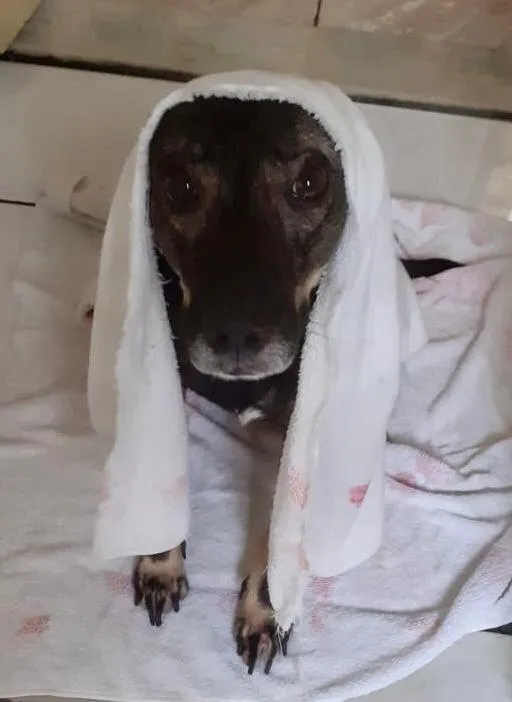 Cachorro ra a Vira lata idade 1 ano nome Não sei