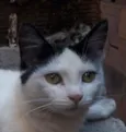 Beijoca