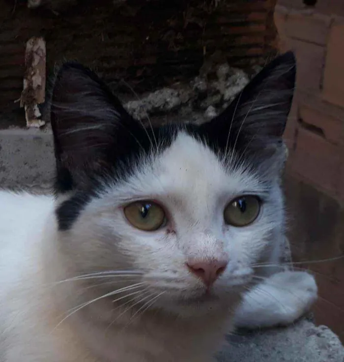 Gato ra a SRD idade 2 a 6 meses nome Beijoca