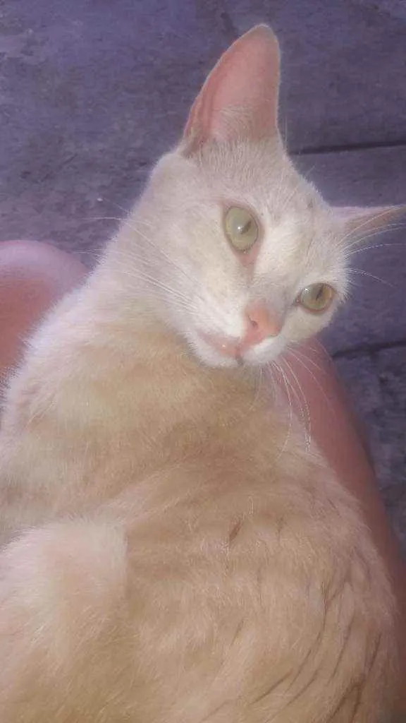 Gato raça Vira  lata idade 1 ano nome Amor