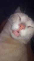 Fofinho 