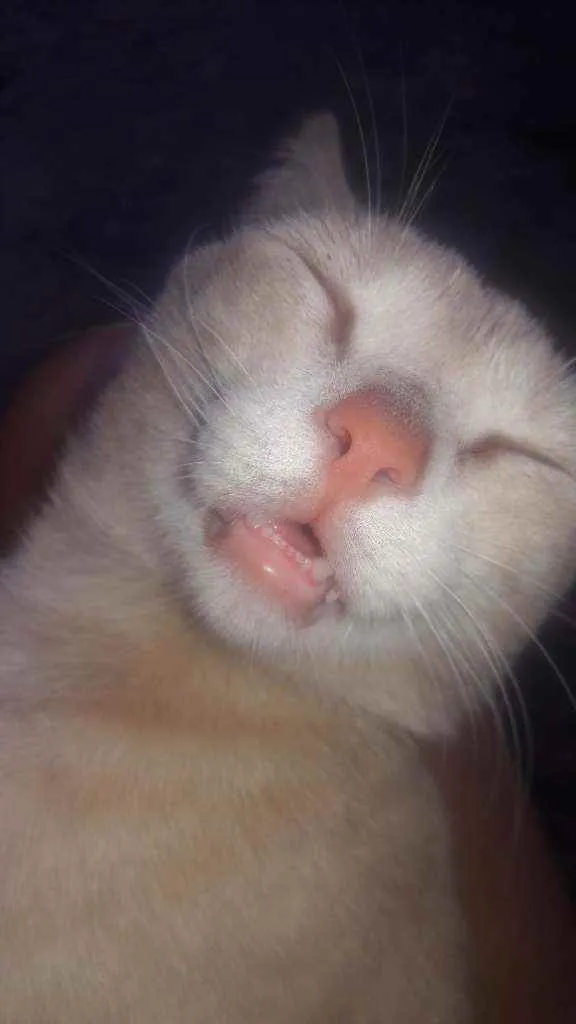 Gato raça Vira  lata   idade 1 ano nome Fofinho 