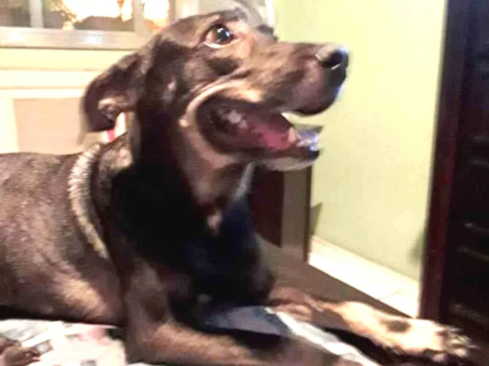 Cachorro ra a Vira lata idade 1 ano nome Não sei